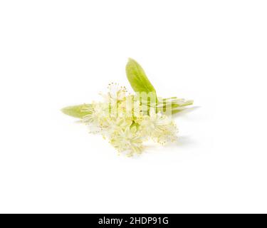 lime blossom, lime blossoms, lime-tree blossom Stock Photo