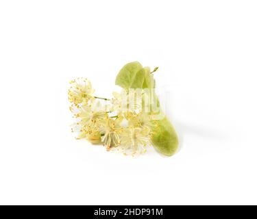 lime blossom, lime blossoms, lime-tree blossom Stock Photo