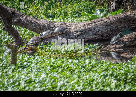 A bale of turtles, Eastern River Cooters (Pseudemys Concinna Concinna), sunning on a fallen tree along the St. Johns River in Central Florida. (USA) Stock Photo