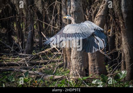 Great blue heron () in flight along the riverbank of the St. Johns River near Blue Spring State Park in Volusia County, Florida. (USA) Stock Photo