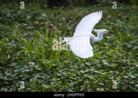 Snowy egret (Egretta thula) in flight along the St. Johns River near Blue Spring State park in Volusia County, Florida. (USA) Stock Photo