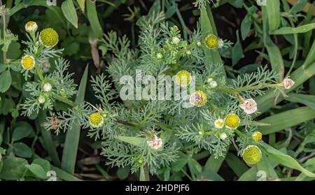 Pineapple weed is an edible plant that gives off a pineapple scent when crushed. Stock Photo