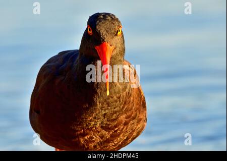 A portrait image of a Black Oystercatcher shorebird (Haematopus bachmani)  in the early morning light foraging in a wild oyster bed on the shore