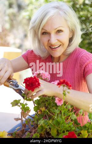 woman, hobbies, gardening, female, ladies, lady, women, hobby, plant care, tending of plants Stock Photo