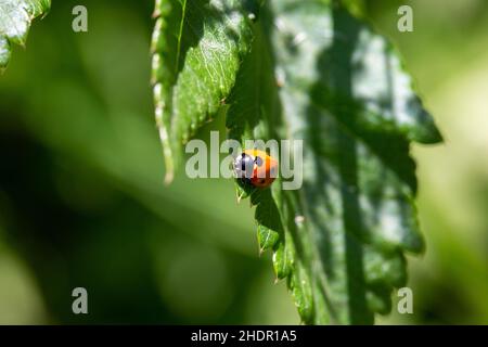 Closeup shot of a ladybug crawling on a leaf Stock Photo