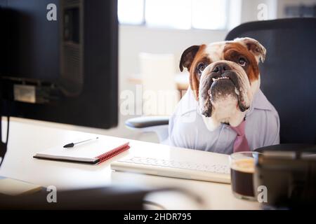 job interview, bulldog, boss, job interviews, bulldogs Stock Photo