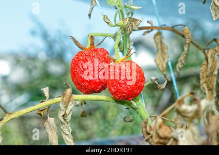 Dry plants from drought in the garden. The dried bush of a tomato. The plant  withered from lack of water. World Drought. wilted pot plant. drought. dried  plants Stock Photo