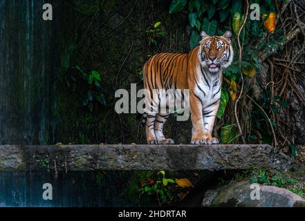 Portrait of Bengal Tiger is standing on the stone bridge with a background of the waterfall in a zoo of Thailand. Full body Bengal Tiger standing. Stock Photo