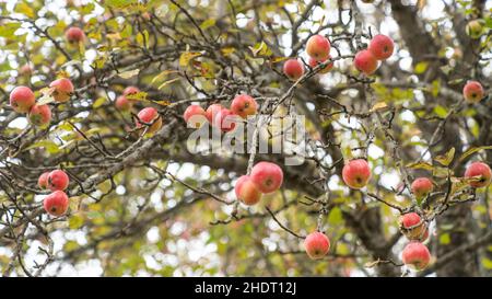 Apple trees in the garden with ripe red apples ready for harvest during autumn Stock Photo