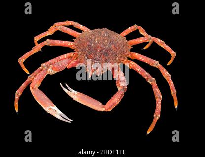 crab, european spider crab, crabs, maja squinado, spinous spider crab, spiny spider crab Stock Photo