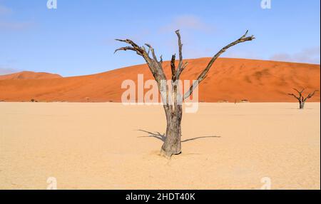 deadwood, namib desert, deadwoods, namib deserts Stock Photo