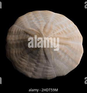 skeleton, sand dollar, skeletons Stock Photo