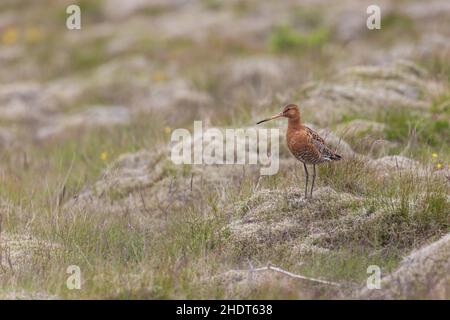 Black-tailed godwit, Limosa limosa, in the grass Stock Photo