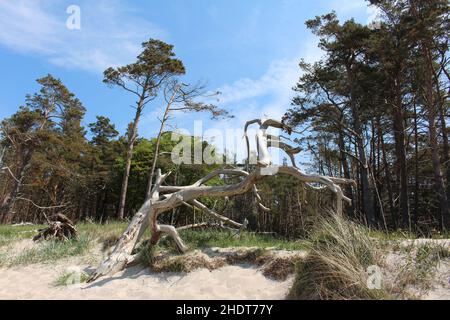 tree skeleton, darß forest Stock Photo