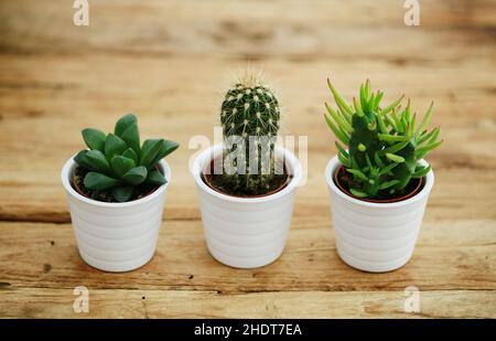 Potted cactus plants in a row on a window sill in a modern home Stock ...