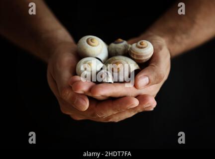 snail-shell, collection, snail-shells, collections Stock Photo