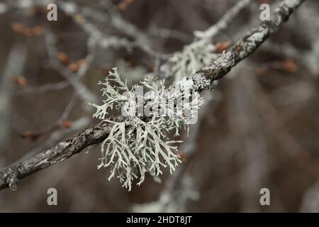 Lichen Evernia prunastri growing on oak tree branch Stock Photo