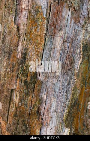 Background consisting of orange brown bark and wood of a dead Oak Stock Photo
