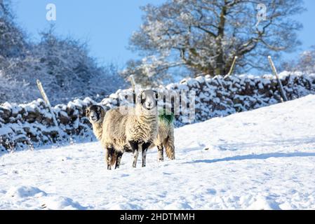 Swaledale ewes, two sheep in cold, wintery weather, stood in snow and facing forward with snow covered trees and drystone walling.  Swaledale sheep ar Stock Photo