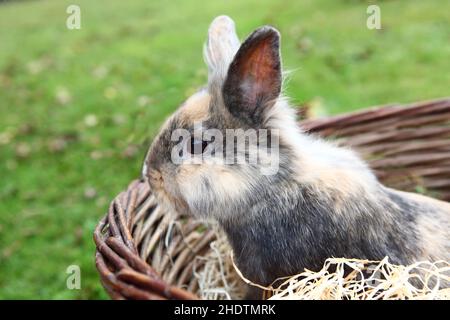easter nest, easter bunny, easters, easter bunnies Stock Photo