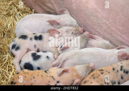 sleeping, piglet, sow, pig, sleep, to be asleep, to sleep, piglets, sows, pigs Stock Photo