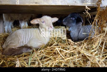 lamb, barn, lambs, barns Stock Photo