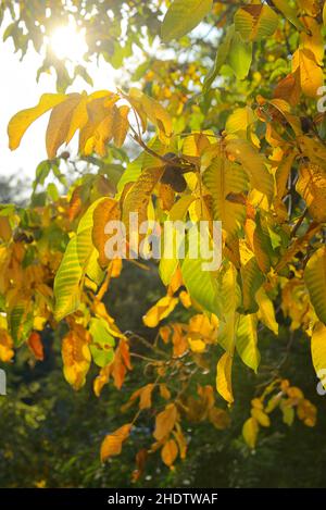walnut tree, walnut trees Stock Photo