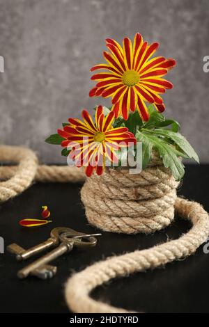 rope, tied, bloom, ropes, tieds, blooms Stock Photo - Alamy