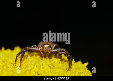 spider, rabbit hutch spider, spiders, steatoda bipunctata Stock Photo