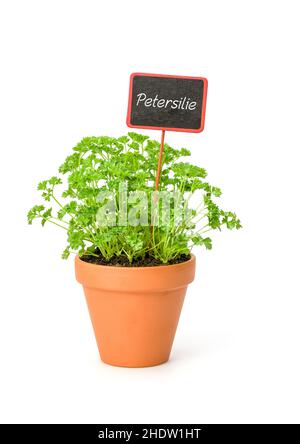 parsley, potted herbs, pot of parsley, persilies, pot of parsleys Stock Photo