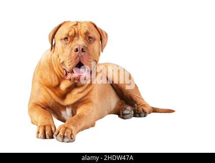 dog, bordeaux dogge, dogs Stock Photo