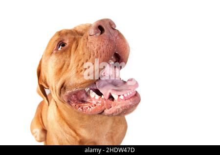 dog, bordeaux dogge, dogs Stock Photo