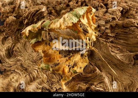 dry leaf on tree root Stock Photo