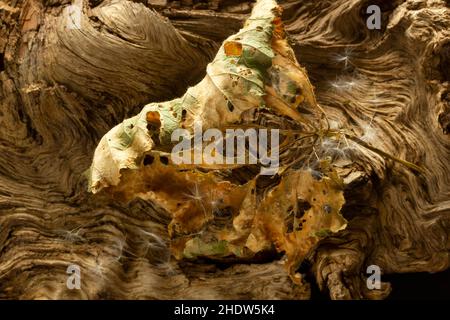 dry leaf on tree root Stock Photo