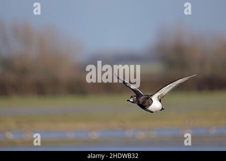 Male Tufted Duck in flight at Slimbridge Gloucestershire UK Stock Photo