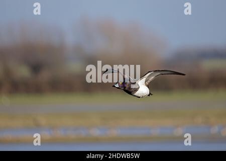 Male Tufted Duck in flight at Slimbridge Gloucestershire UK Stock Photo