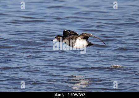 Male Tufted Duck in flight at Slimbridge Gloucestershire UK Stock Photo