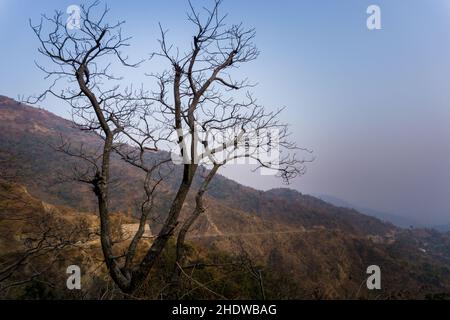 A tree without leaves on a hilltop surrounded by mountains. Stock Photo