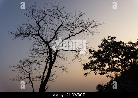 Silhouette of a tree without leaves on a hilltop surrounded by mountains. Stock Photo
