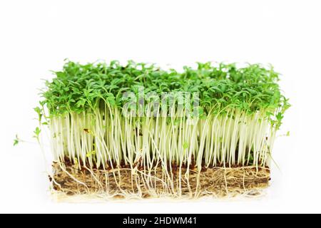 seedlings, garden cress, sapling, seedling Stock Photo