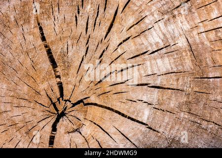 wood grain, annual rings, wood grains, annual ring Stock Photo