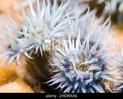 A close-up of a few Striped anemones underwater (Anthothoe stimpsoni) with white to light blue coloration. Stock Photo