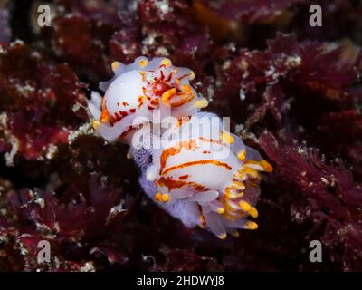 Two Fiery nudibranchs or sea slugs underwater (Okenia amoenula) sitting together with an egg mass. White bodies with orange lines and patches, numerou Stock Photo