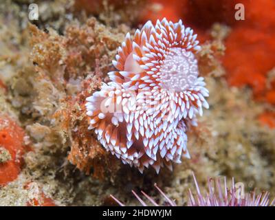 Two Silvertip nudibranchs or sea slugs underwater (Janolus capensis) with round egg mass on the reef. White body and brown cerata with white tips. Stock Photo