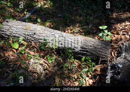 Felled tree logs in himalayan forest. Stock Photo