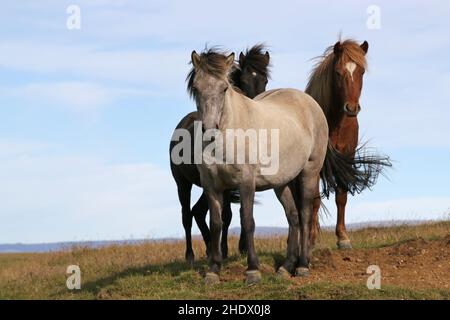 pony, icelandic horse, ponies, islandponies Stock Photo