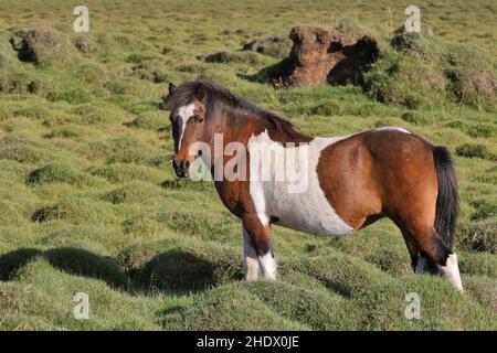 pony, icelandic horse, ponies, islandponies Stock Photo