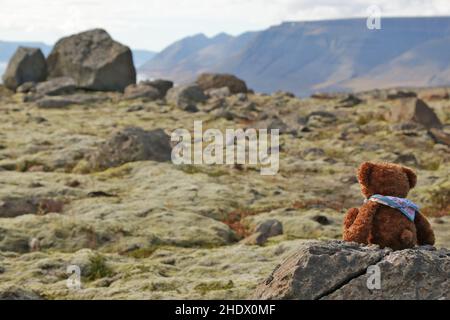 iceland teddy bear icelands teddy bears Stock Photo Alamy iceland teddy bear icelands teddy bears Stock Photo Alamy