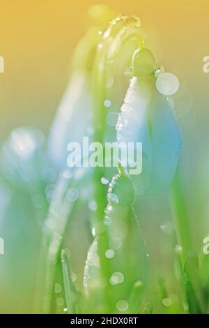spring, blips, bokeh, bokehs Stock Photo