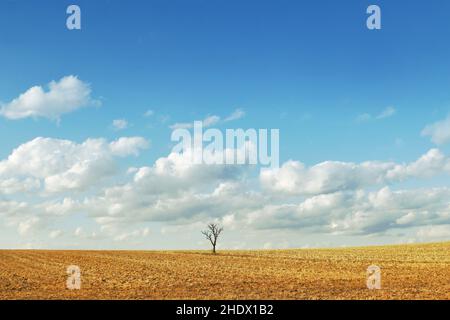 tree, field, trees, fields Stock Photo